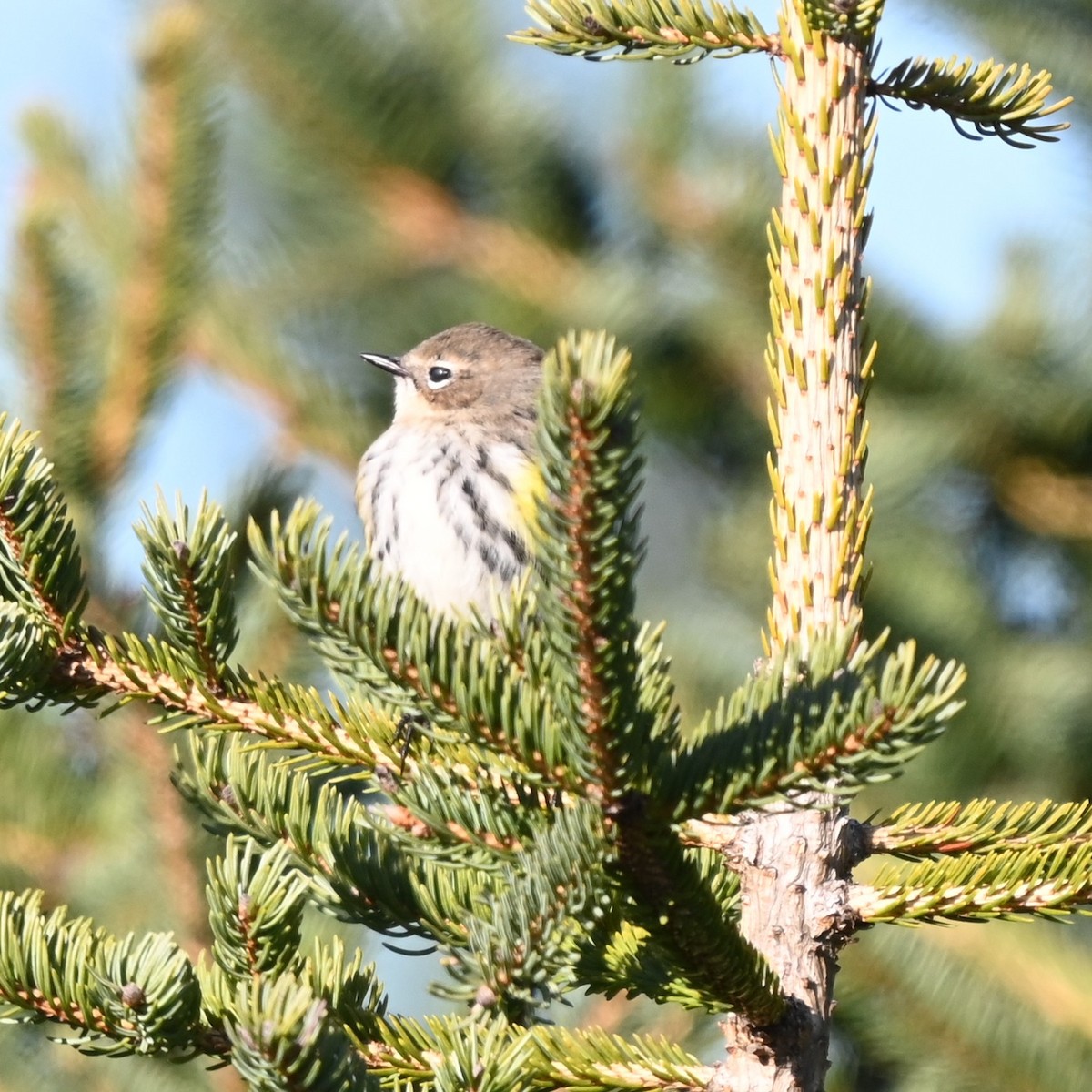 Yellow-rumped Warbler - ML645569910
