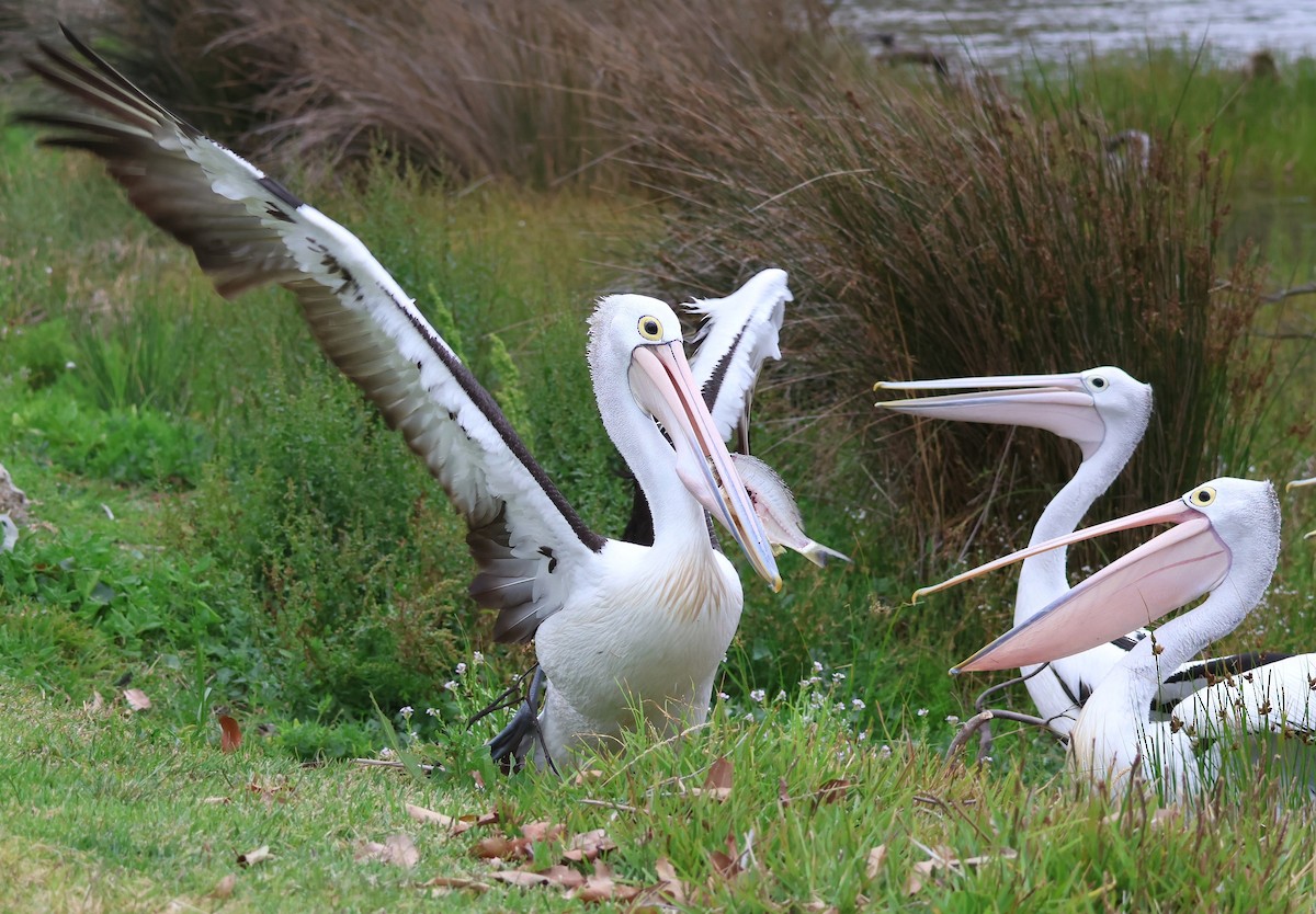 Australian Pelican - ML645569912