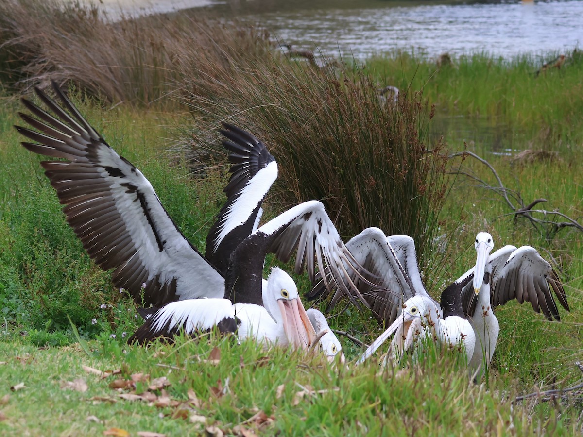 Australian Pelican - ML645569913