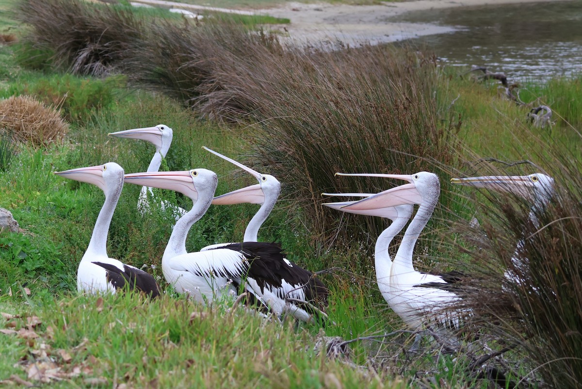 Australian Pelican - ML645569914