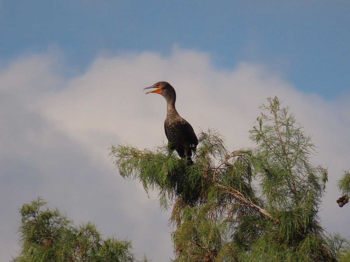 totoppskarv - ML645569943