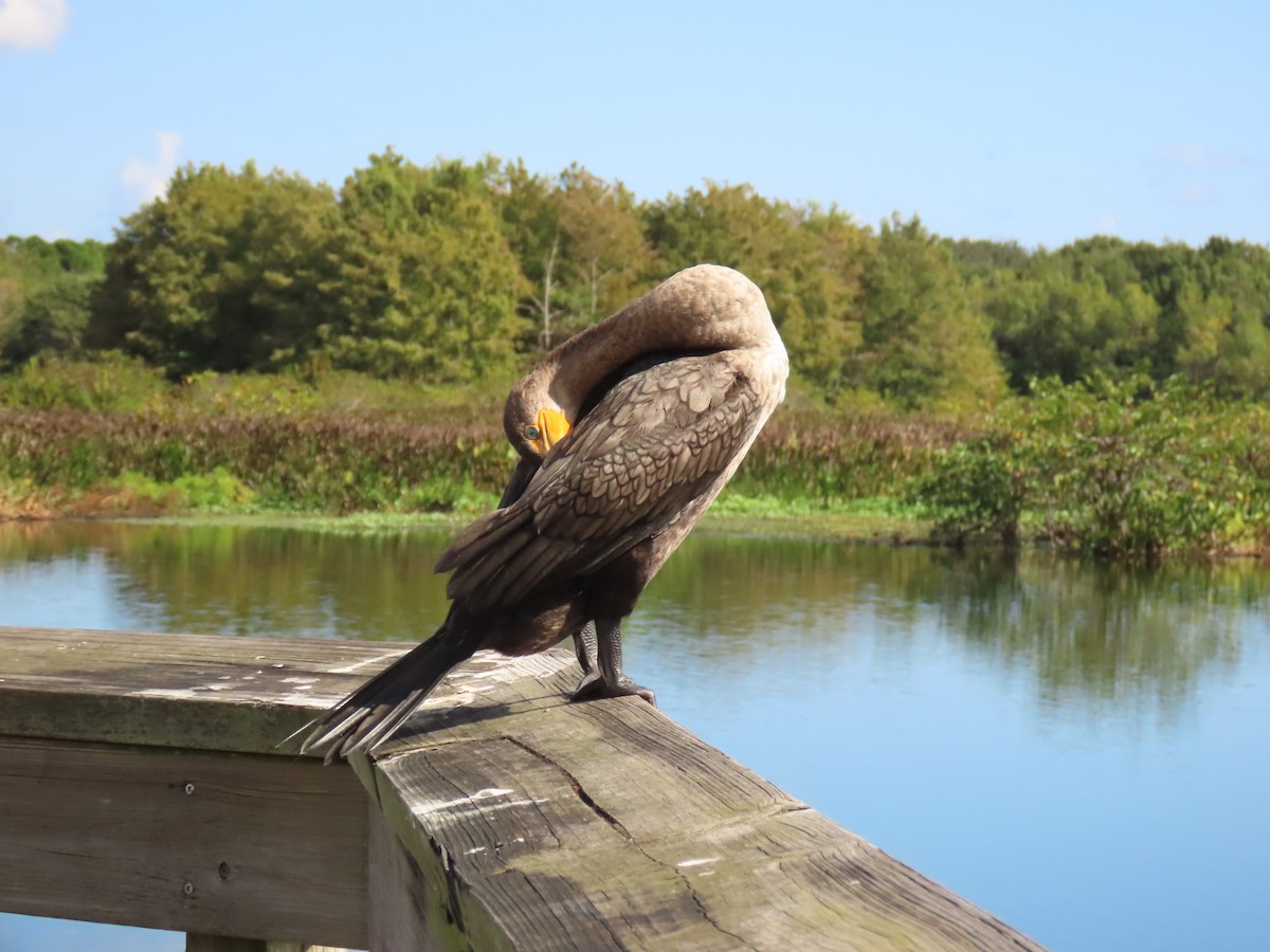 totoppskarv - ML645569944