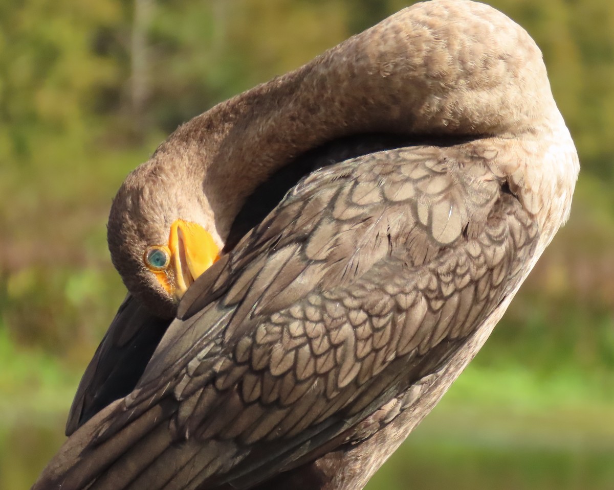 totoppskarv - ML645569945