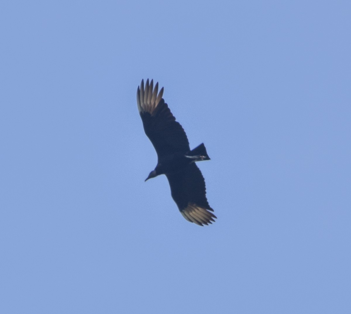 Black Vulture - ML645569946