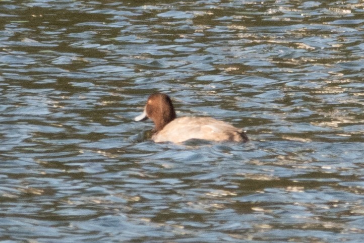 Redhead - ML645569972