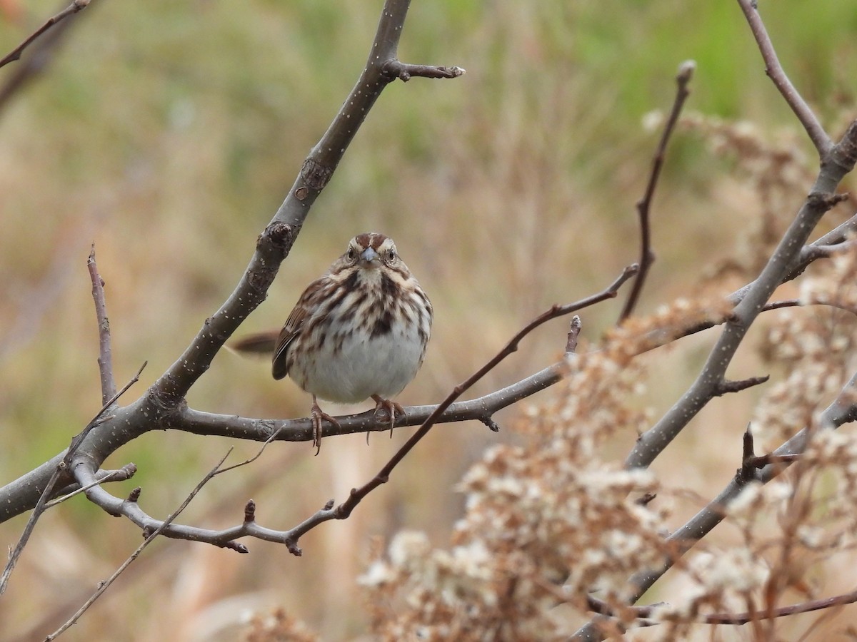 Song Sparrow - ML645569973