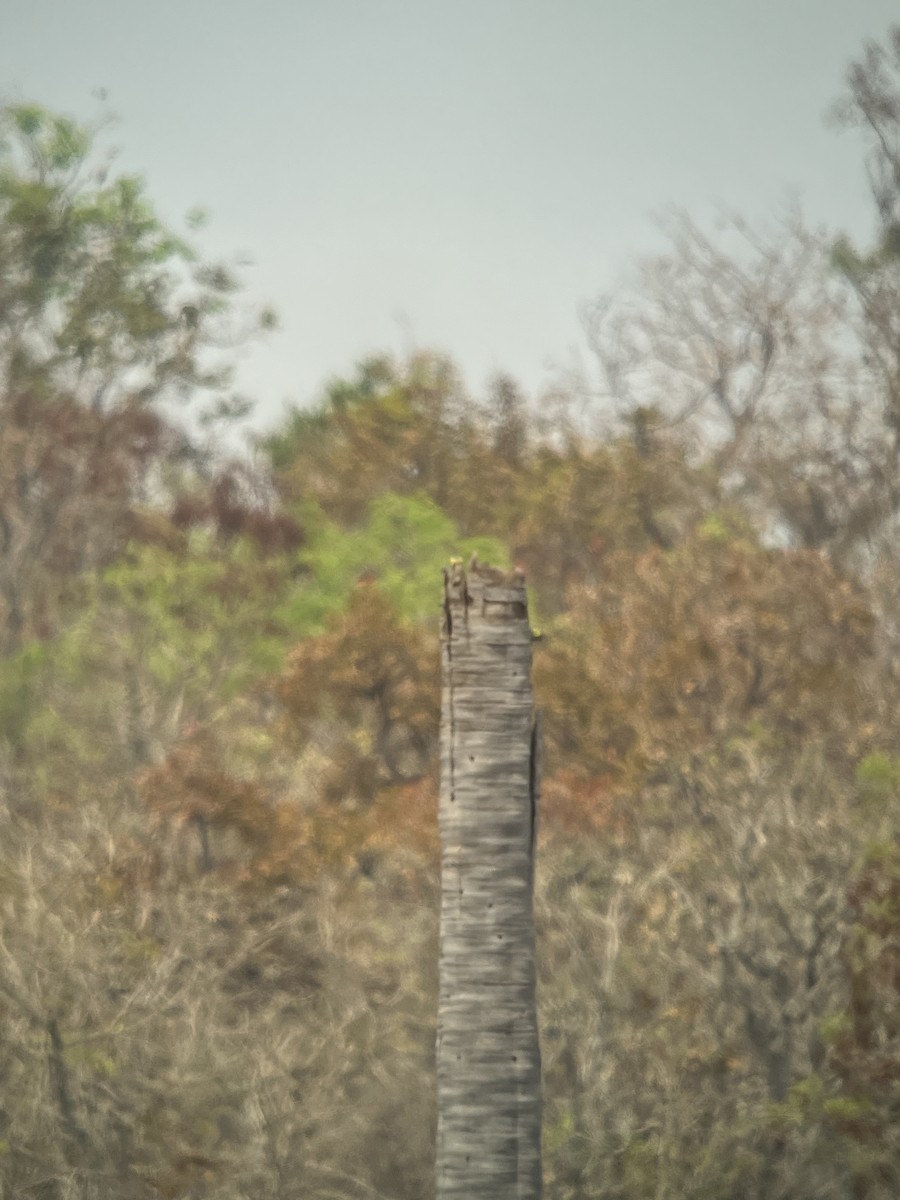 Red-bellied Macaw - ML645569974