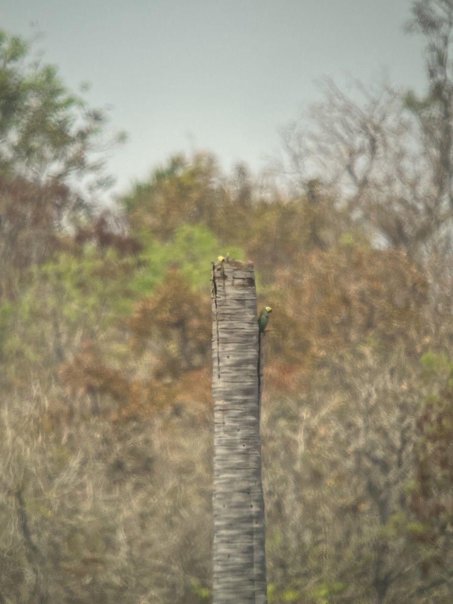Red-bellied Macaw - ML645569975