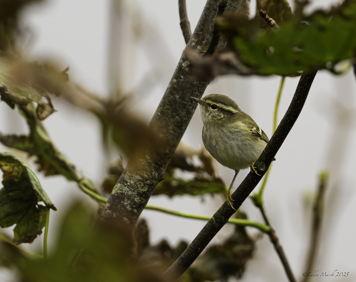 Yellow-browed Warbler - ML645569980