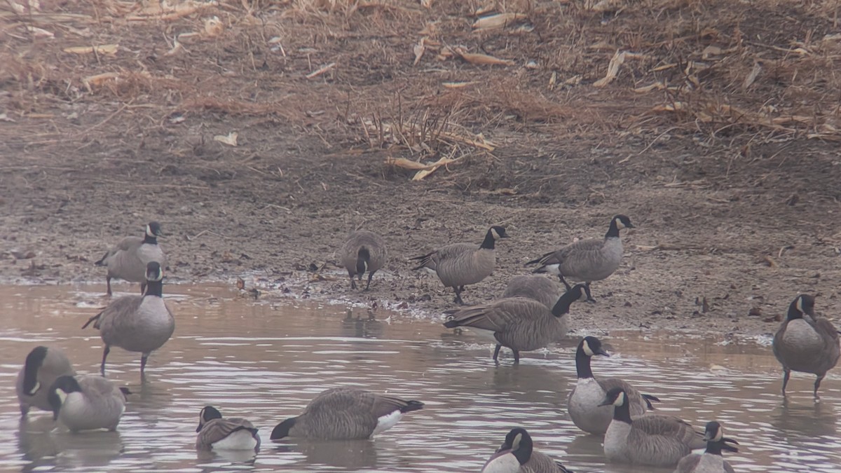 小加拿大雁 - ML645569988