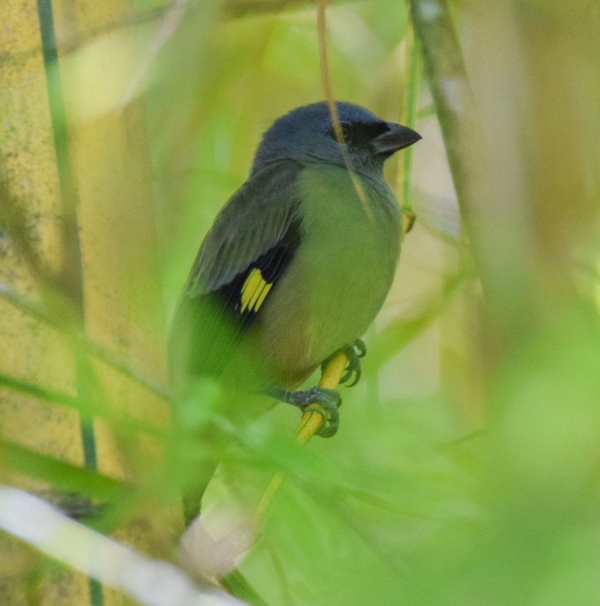 Yellow-winged Tanager - ML645569993