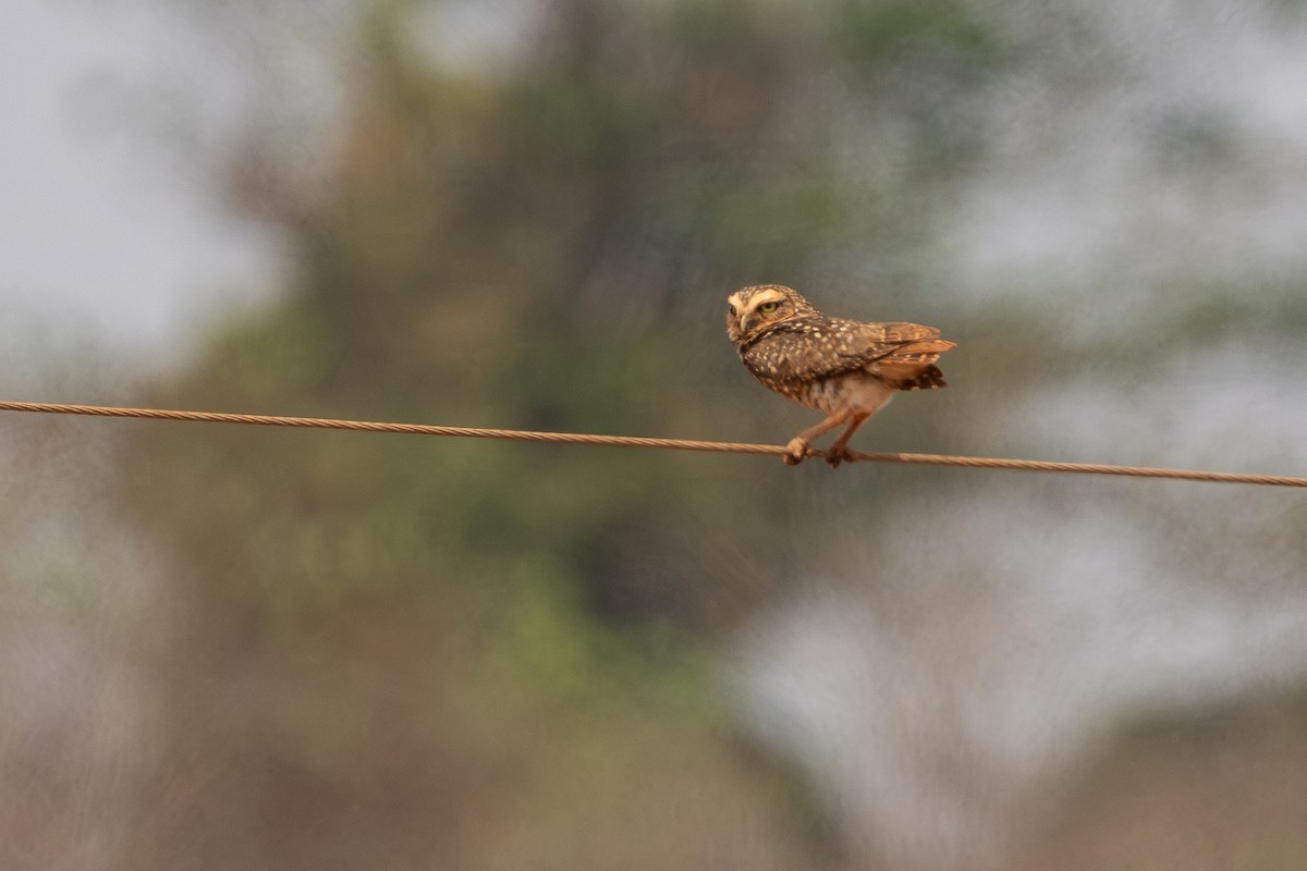 Burrowing Owl - ML645570007