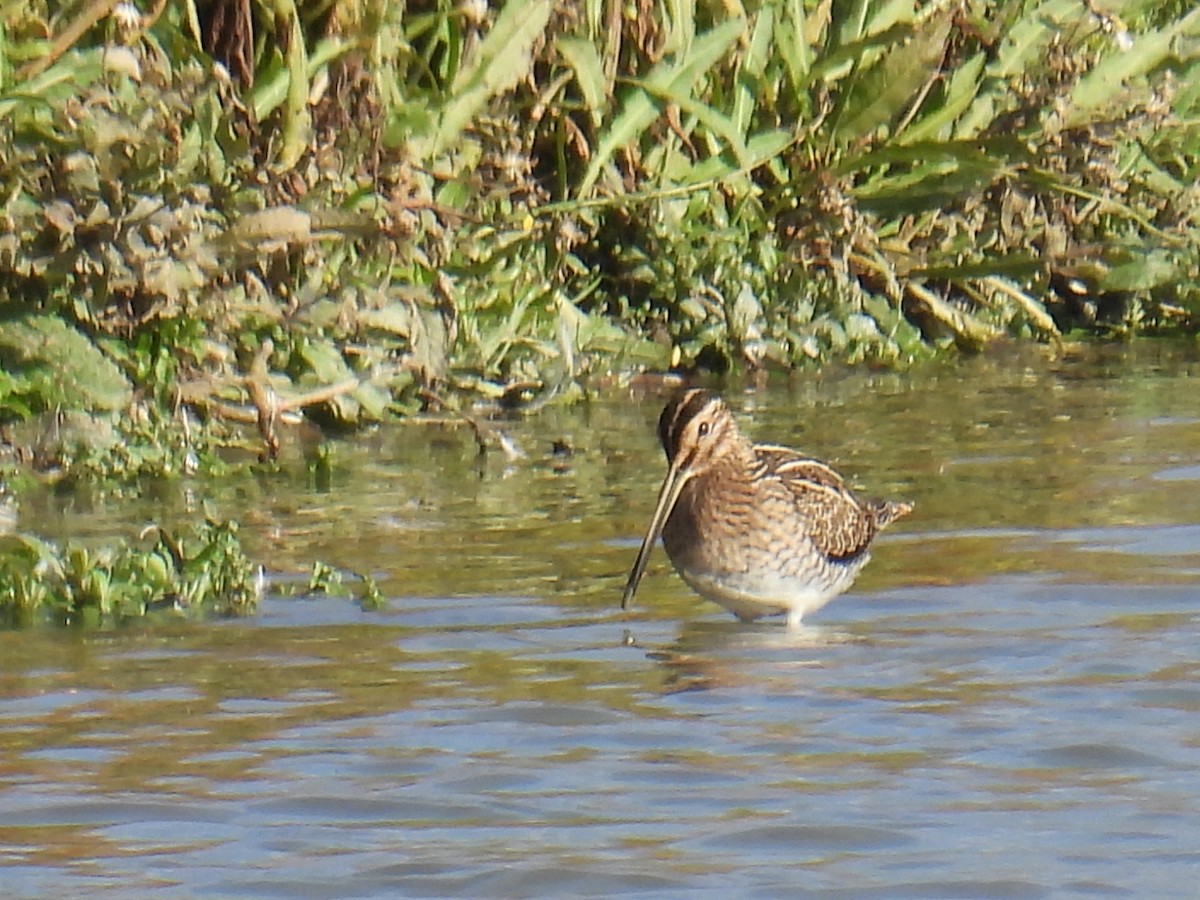 חרטומית ביצות - ML645570013
