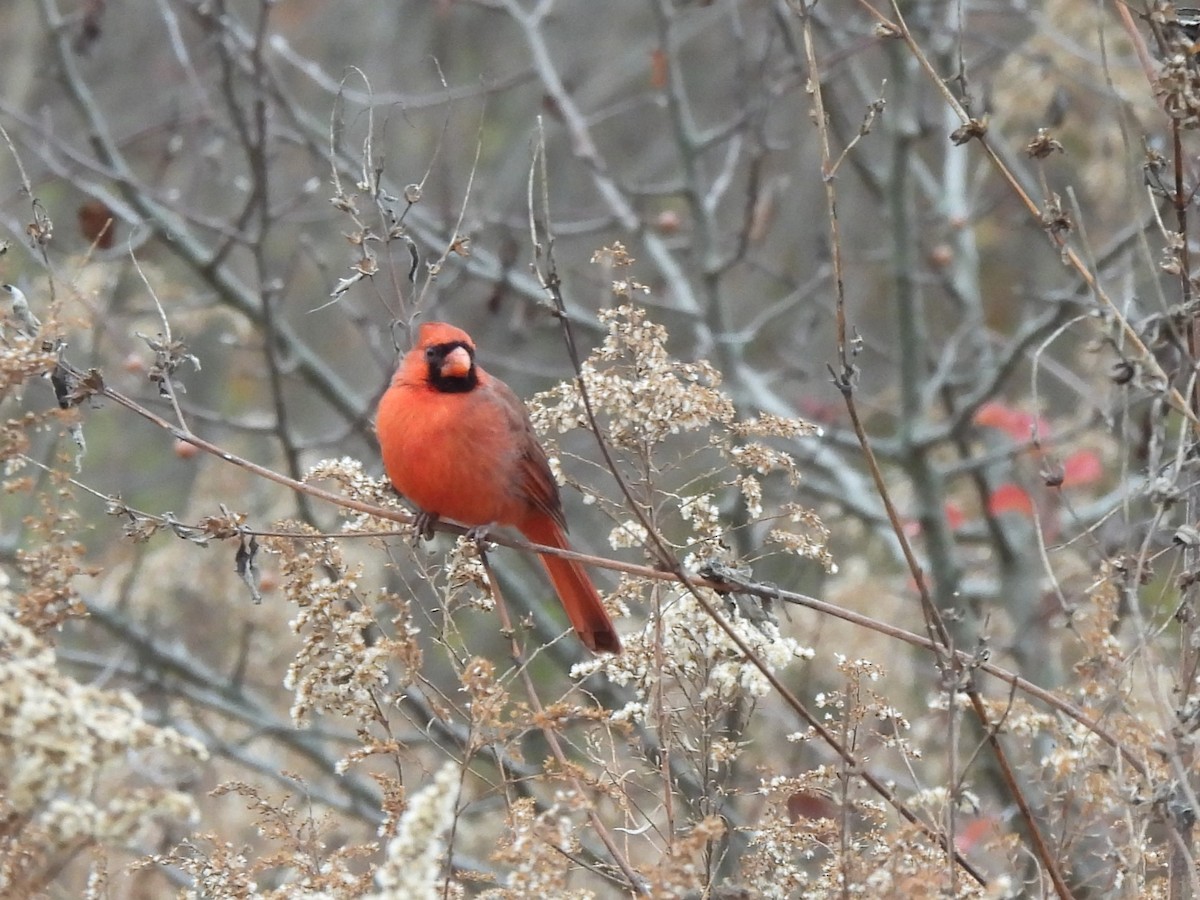 Northern Cardinal - ML645570015