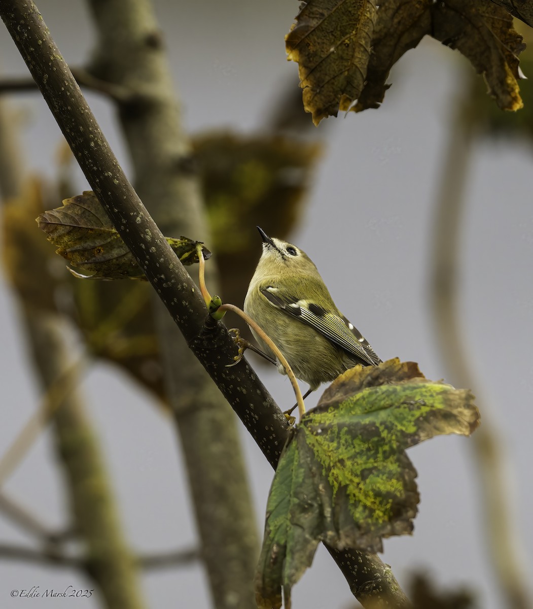 Goldcrest - ML645570016