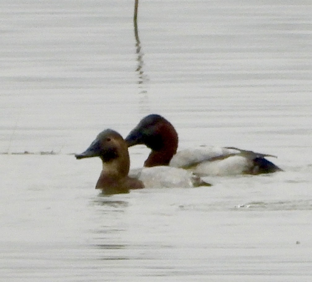 Murgilari bizkarzuria - ML645570017