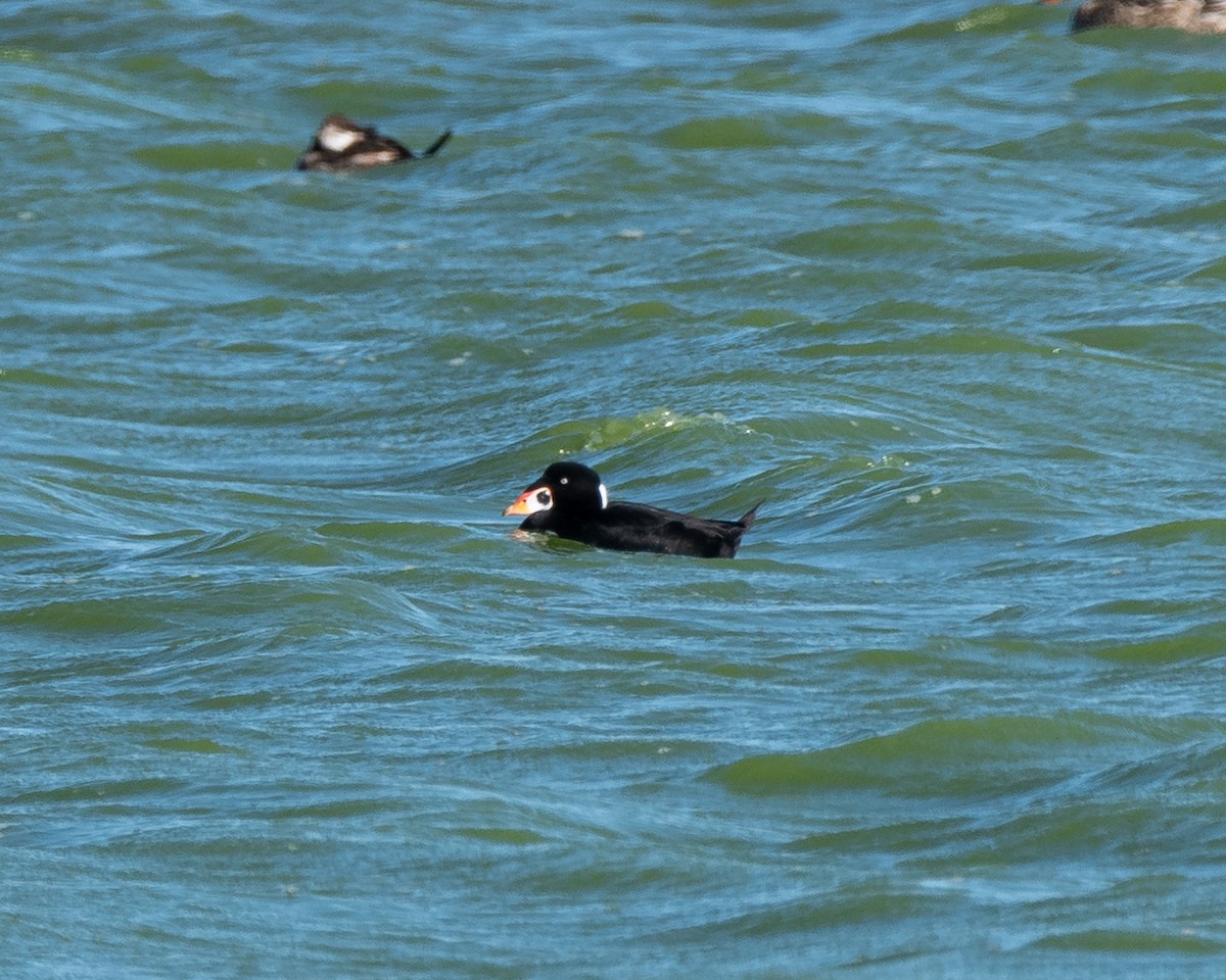 Surf Scoter - ML645570022