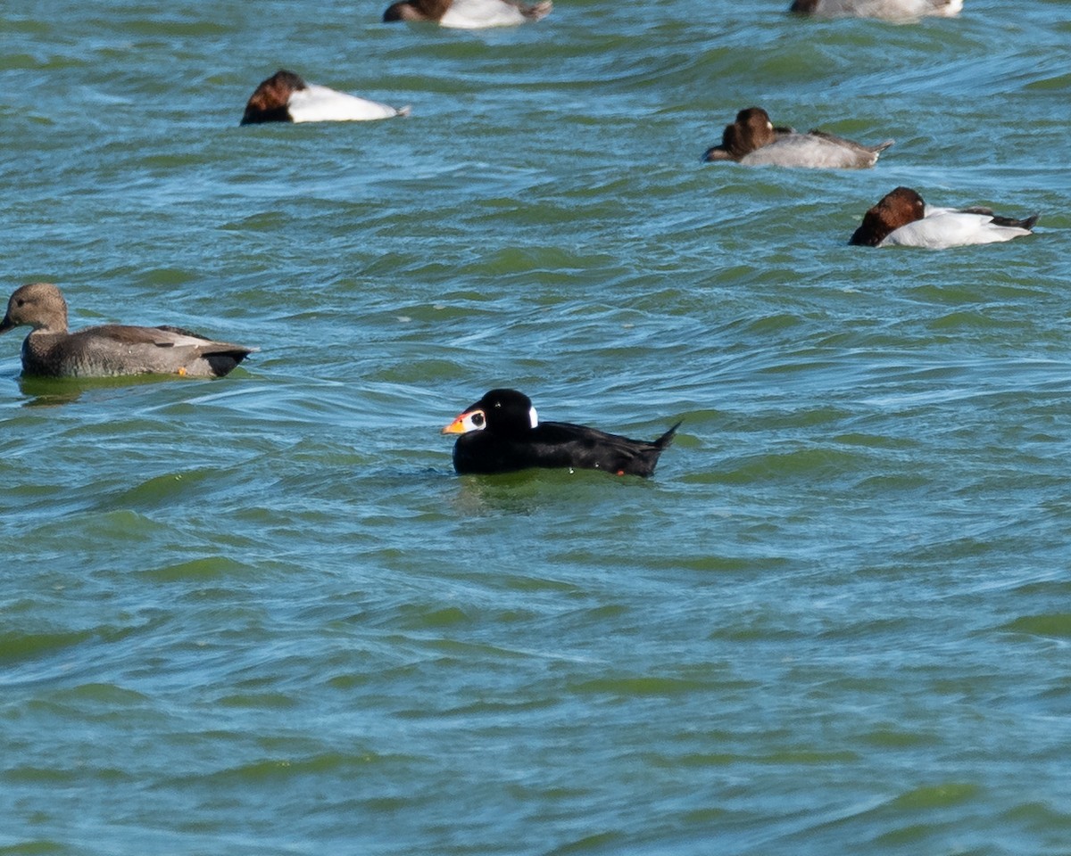 Surf Scoter - ML645570023