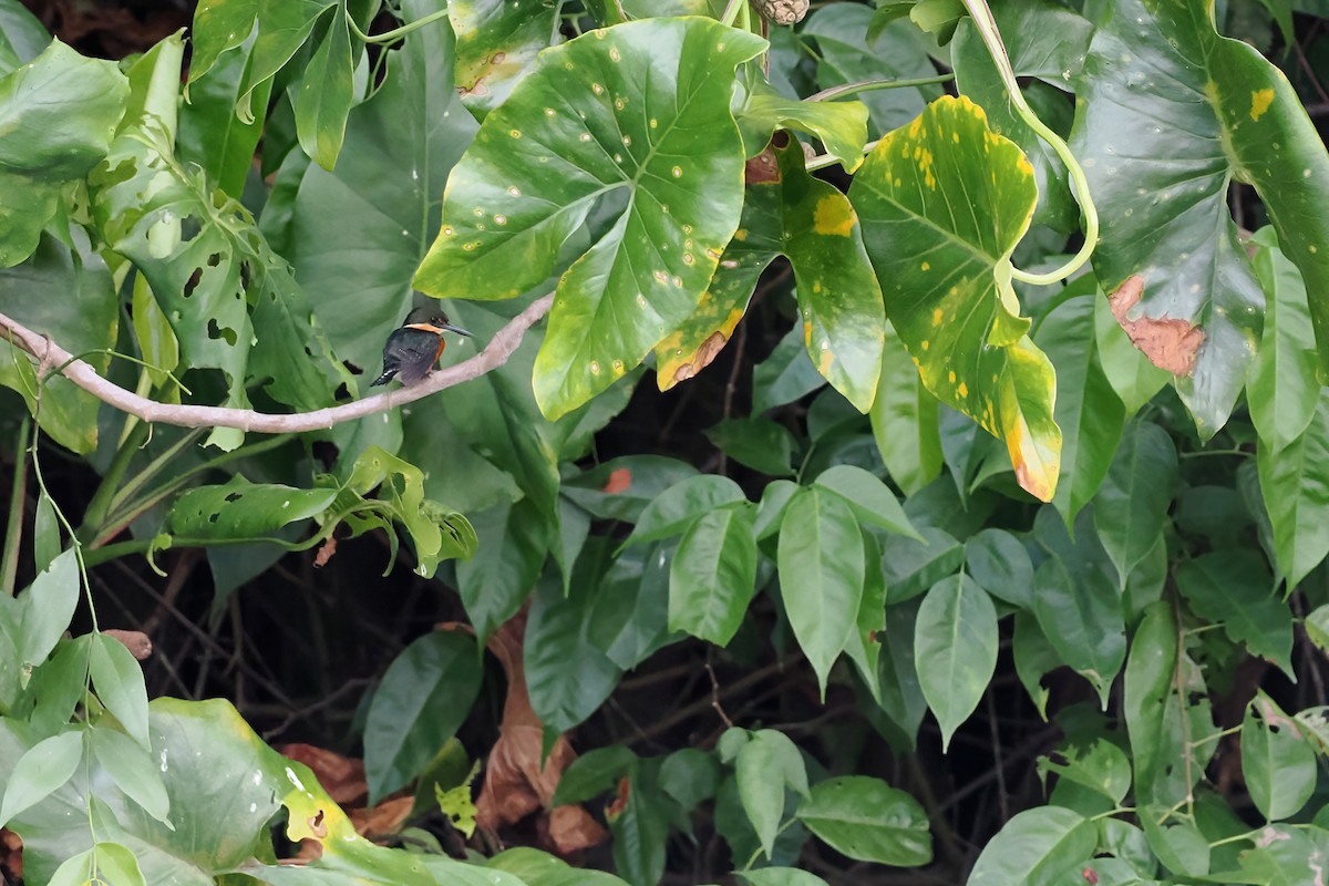 American Pygmy Kingfisher - ML645570042