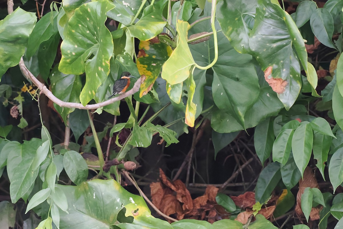 American Pygmy Kingfisher - ML645570043