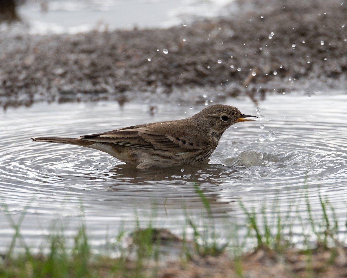 American Pipit - ML645570048