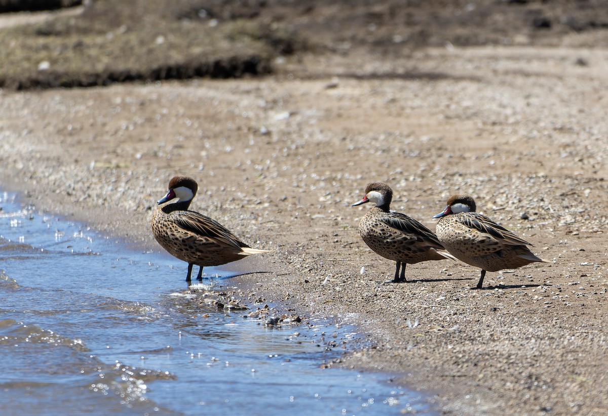 Bahamaente - ML645570053