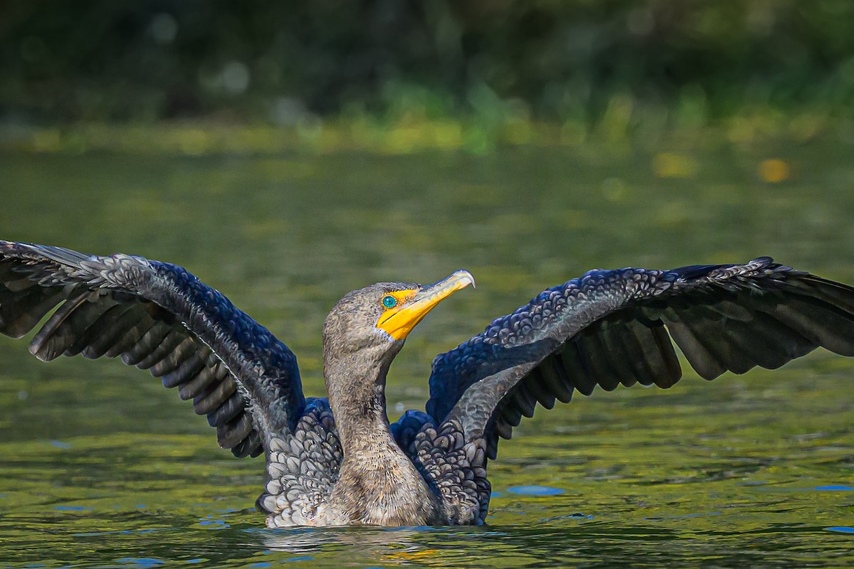 totoppskarv - ML645570054