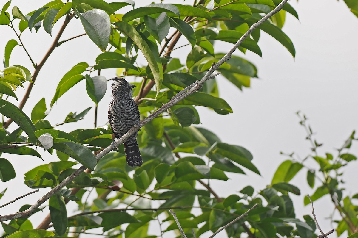 Barred Antshrike - ML645570055