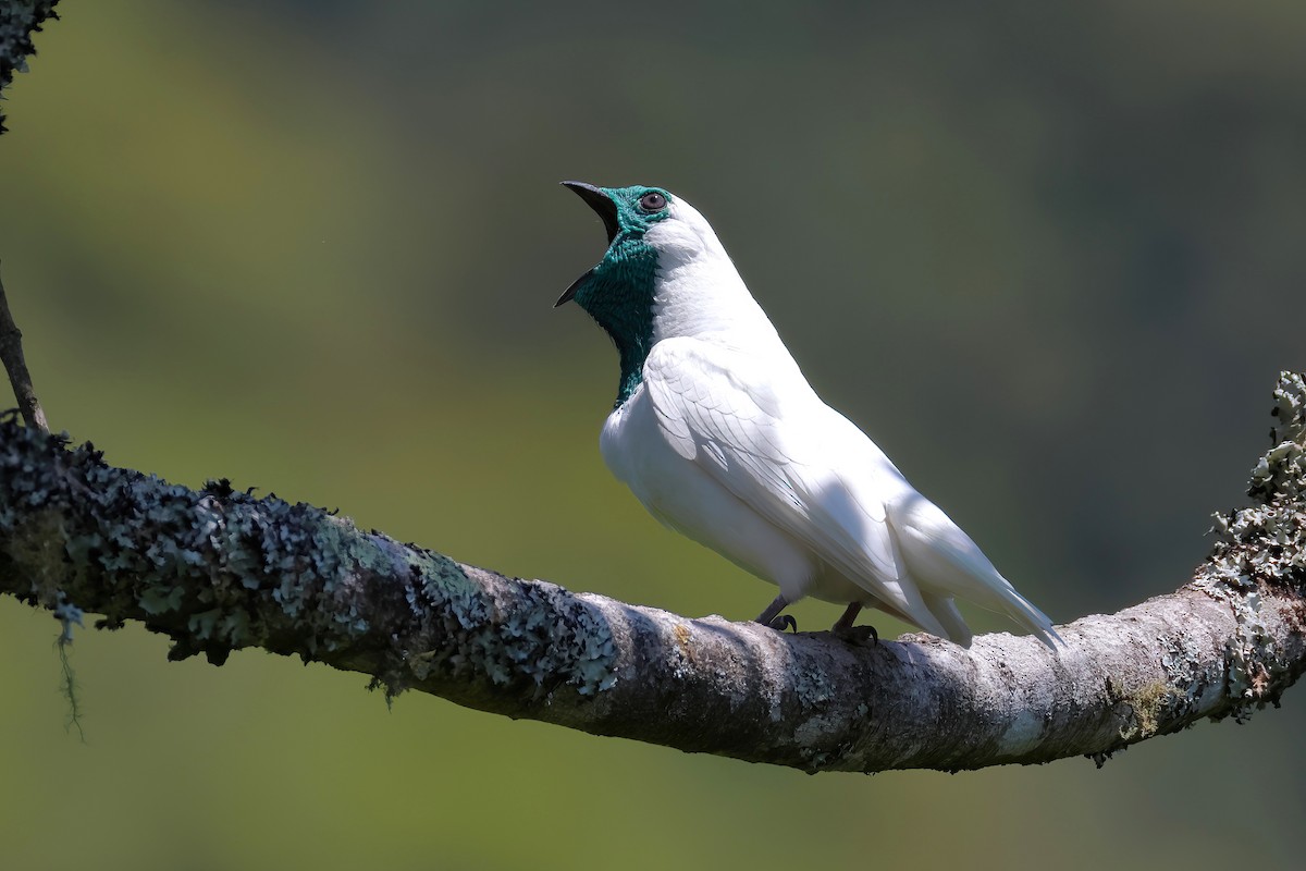 Bare-throated Bellbird - ML645570056