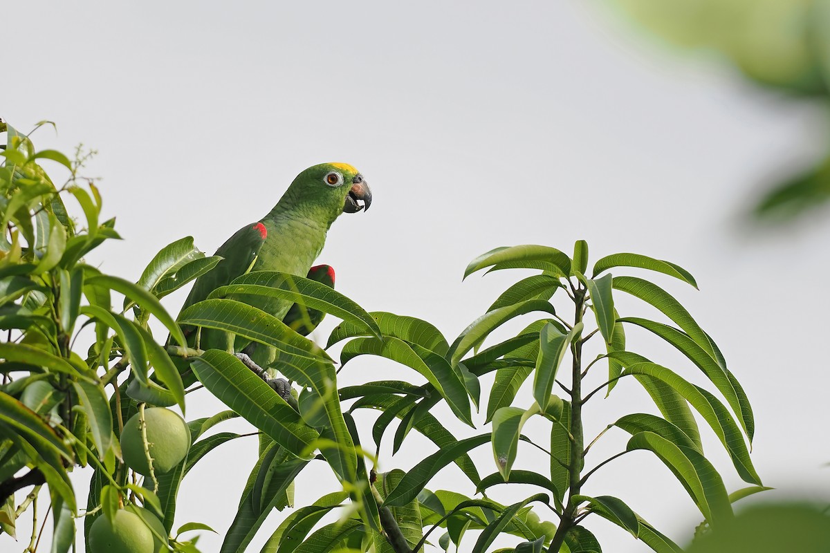 Yellow-crowned Amazon - ML645570073