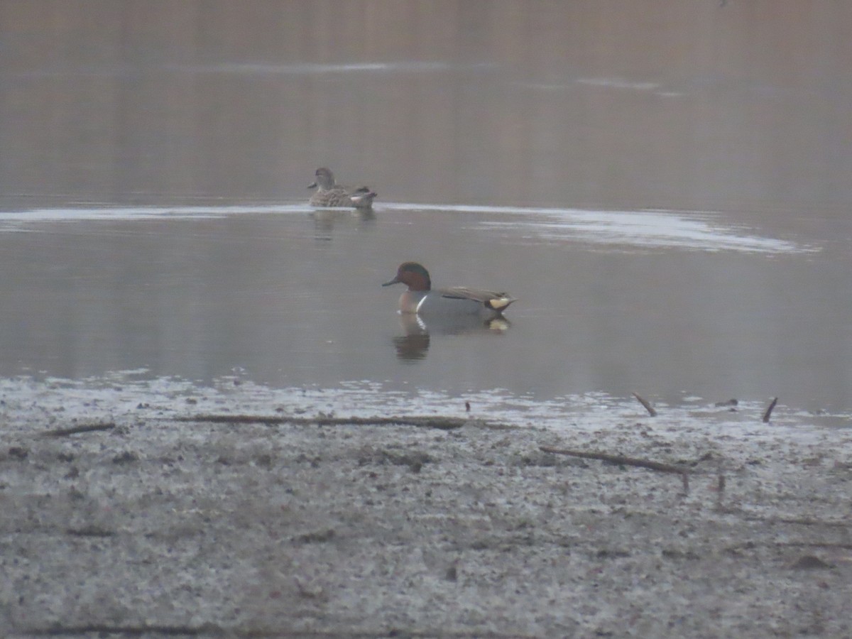 Green-winged Teal - ML645570079