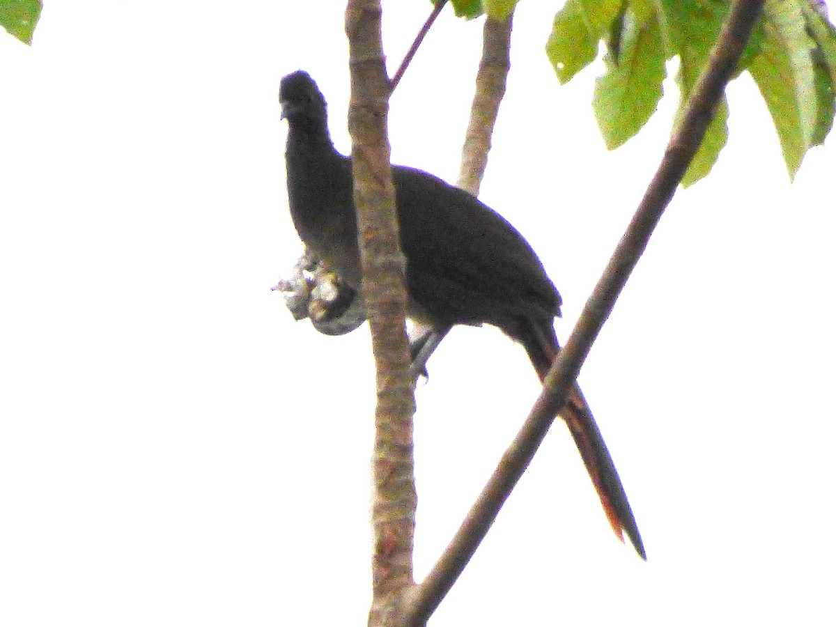 Чачалака рудогуза - ML645570080