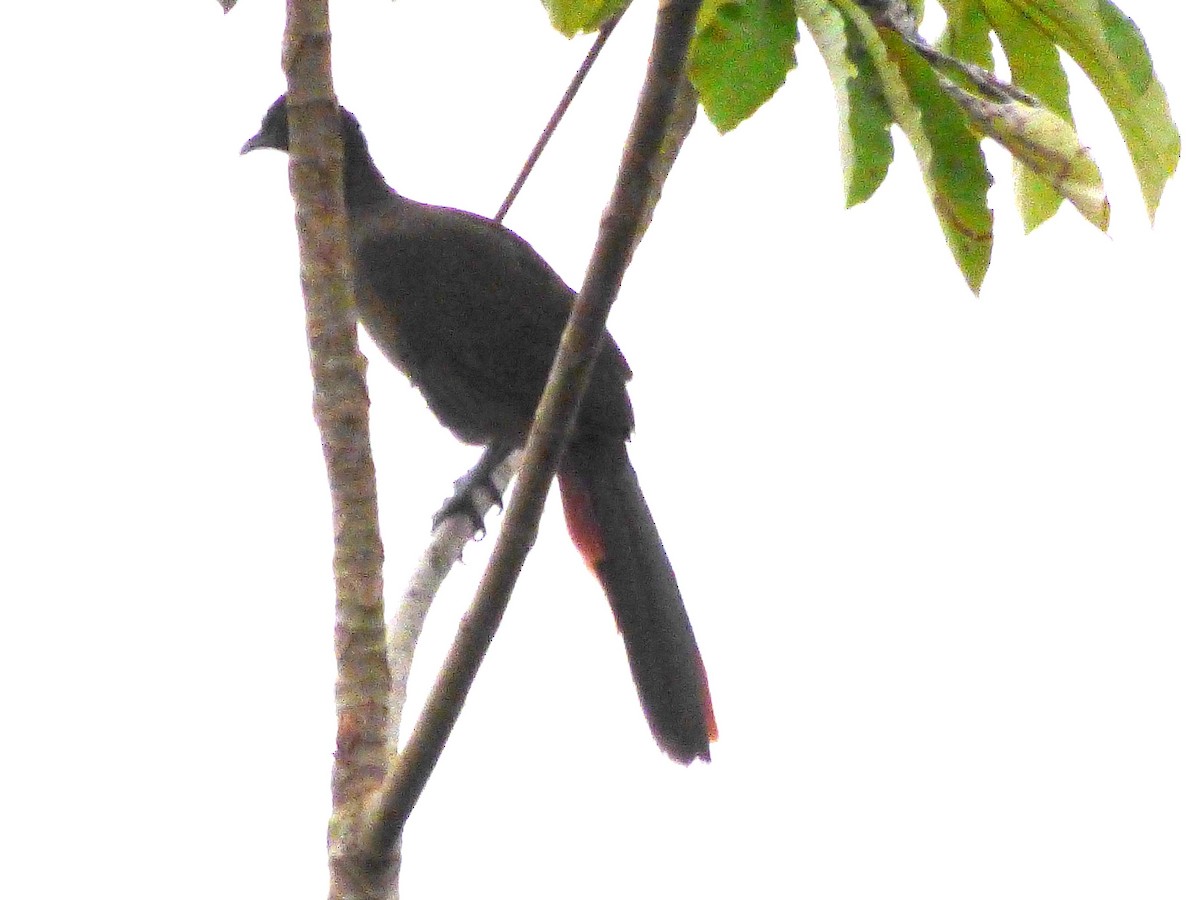 Чачалака рудогуза - ML645570081