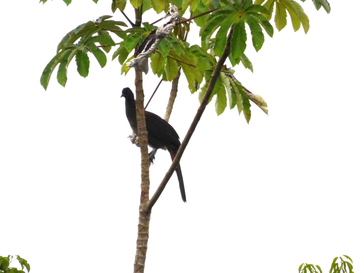 Чачалака рудогуза - ML645570082