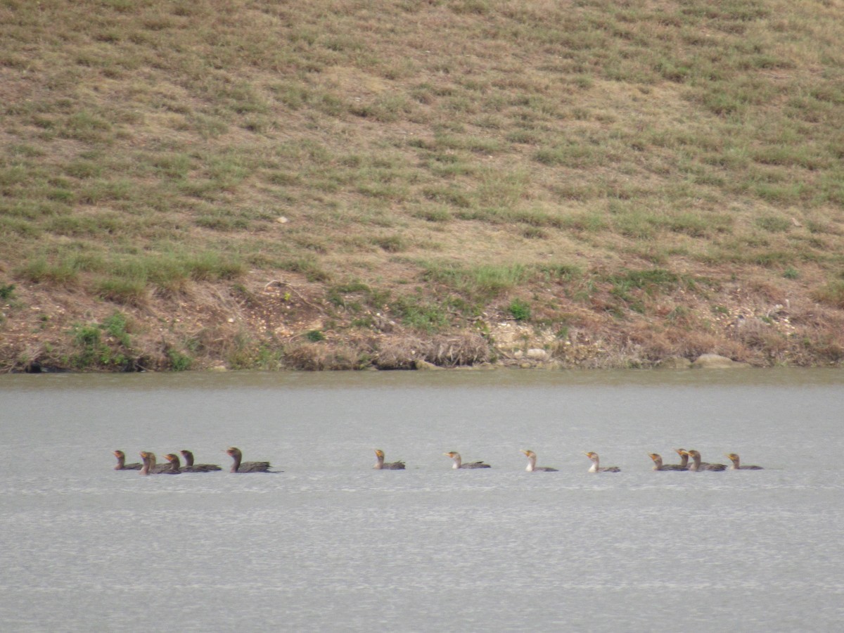 totoppskarv - ML645570089