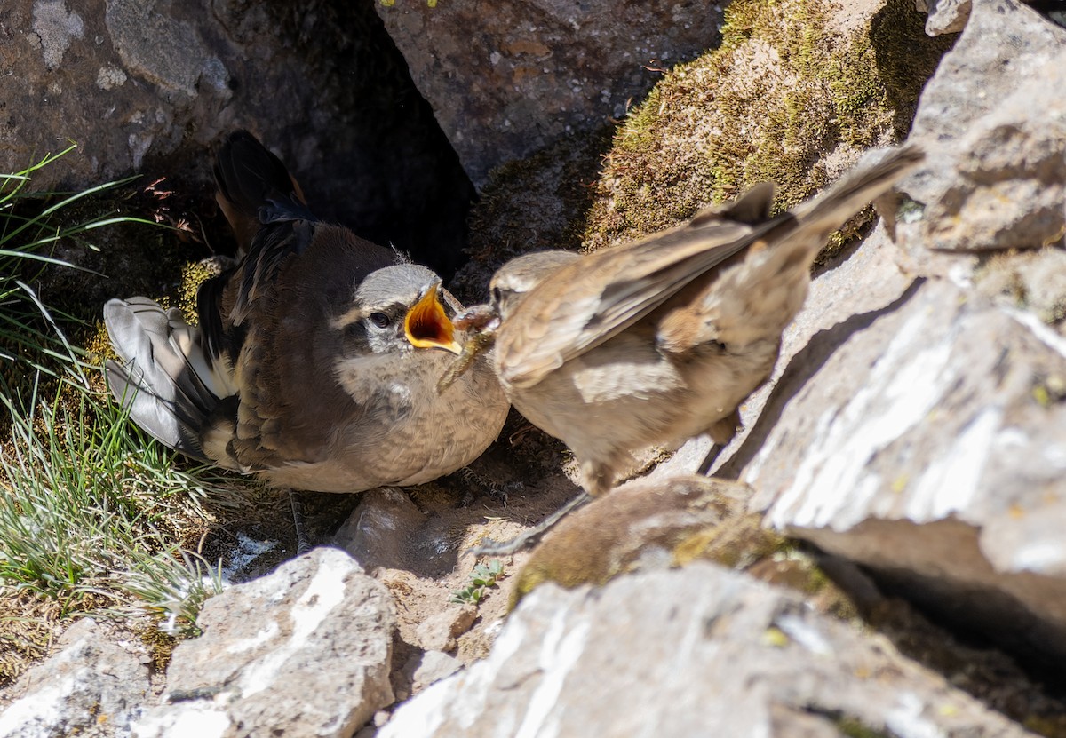 Blassbauch-Uferwipper - ML645570090