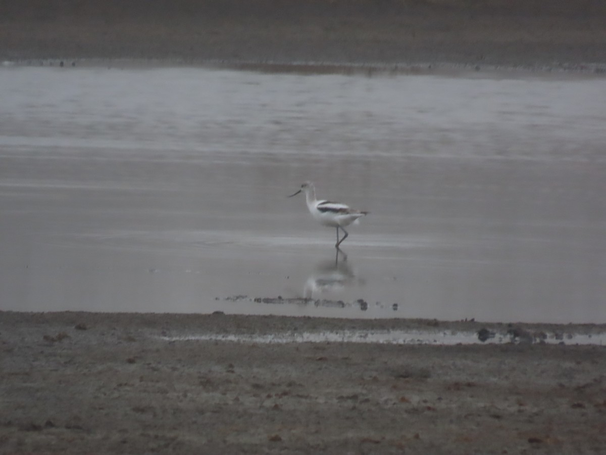 American Avocet - ML645570093