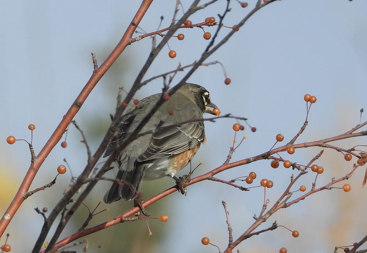 American Robin - ML645570094