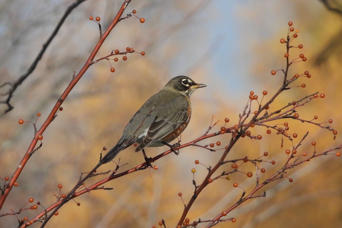 American Robin - ML645570095