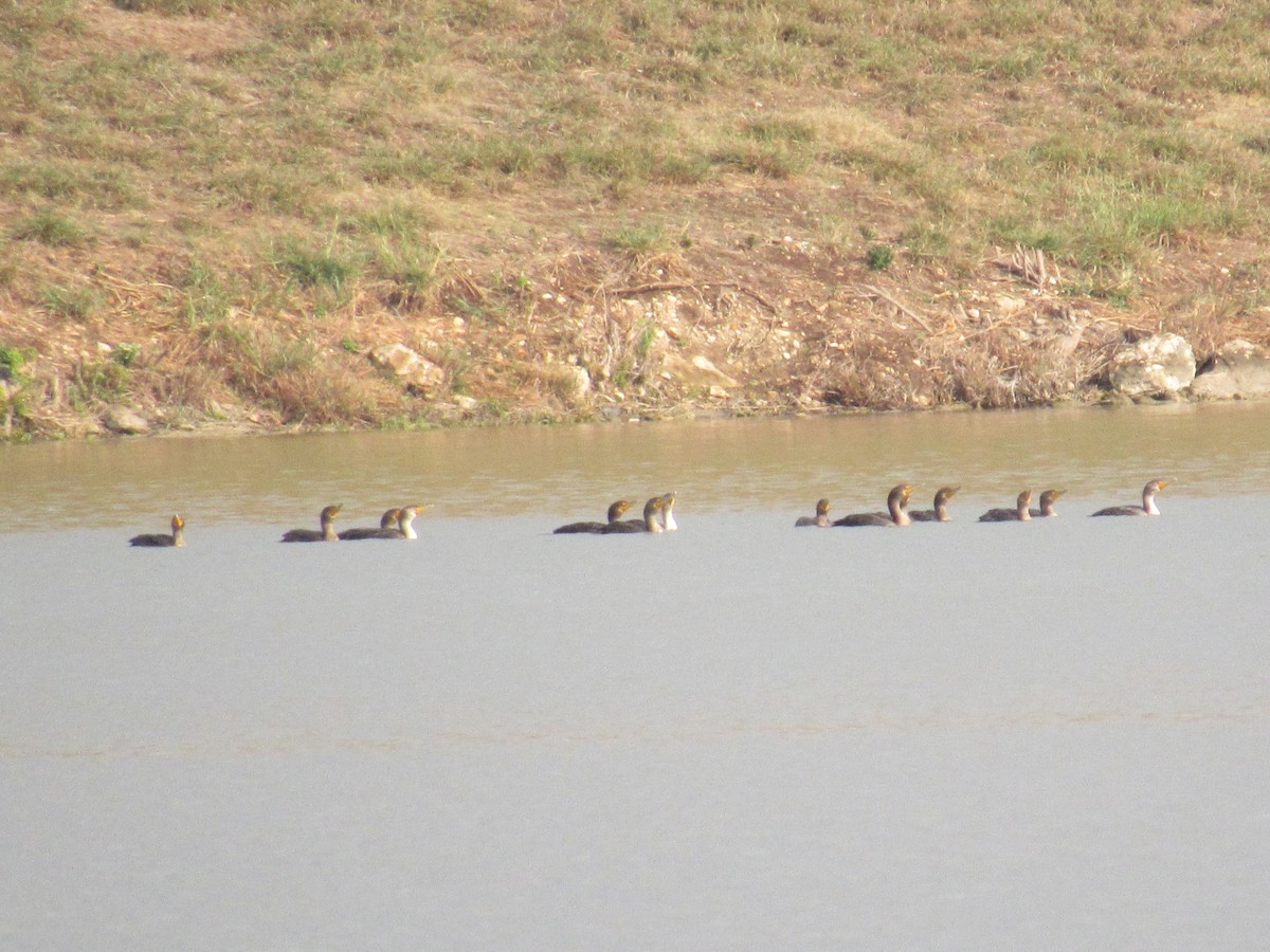 totoppskarv - ML645570097