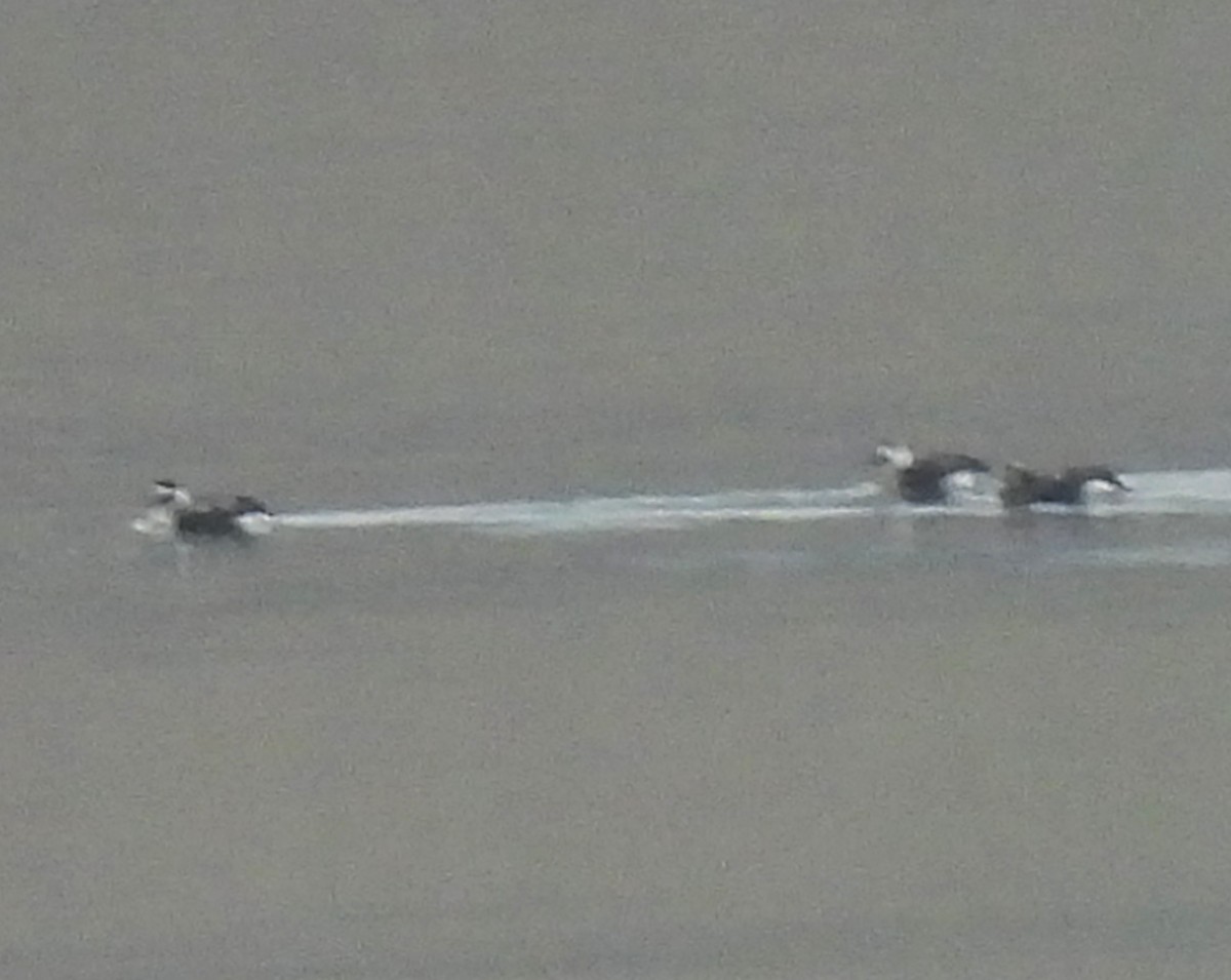 Moretta codona - ML645570099