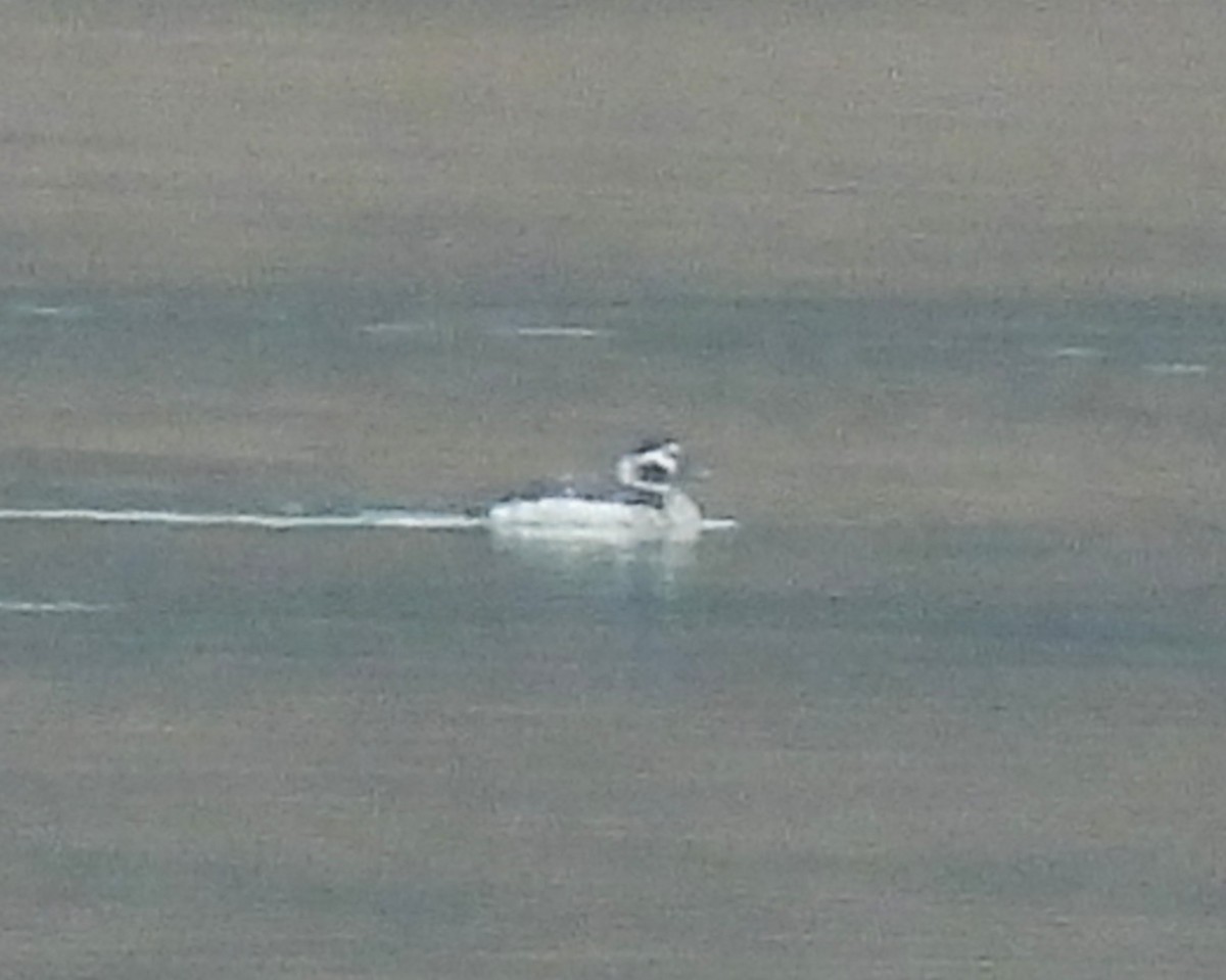 Moretta codona - ML645570100