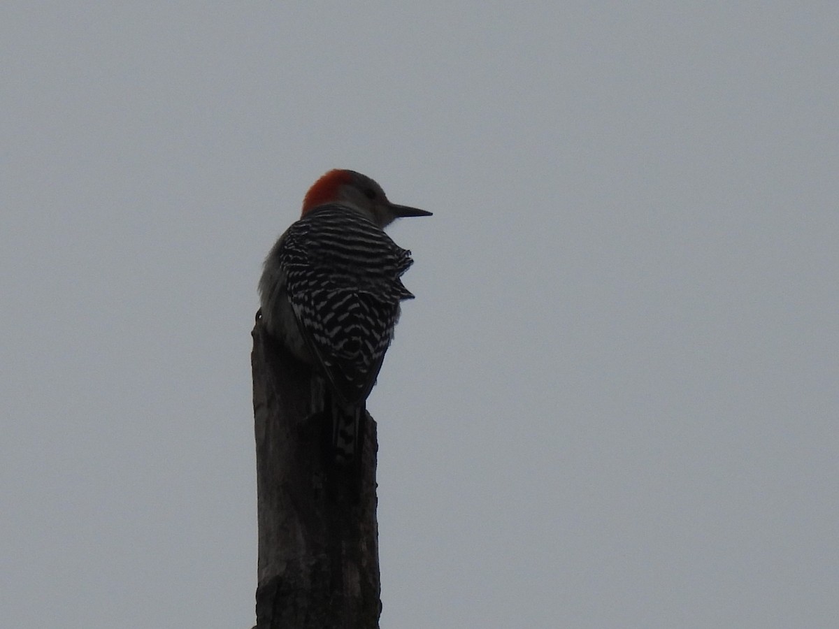 Red-bellied Woodpecker - ML645570106