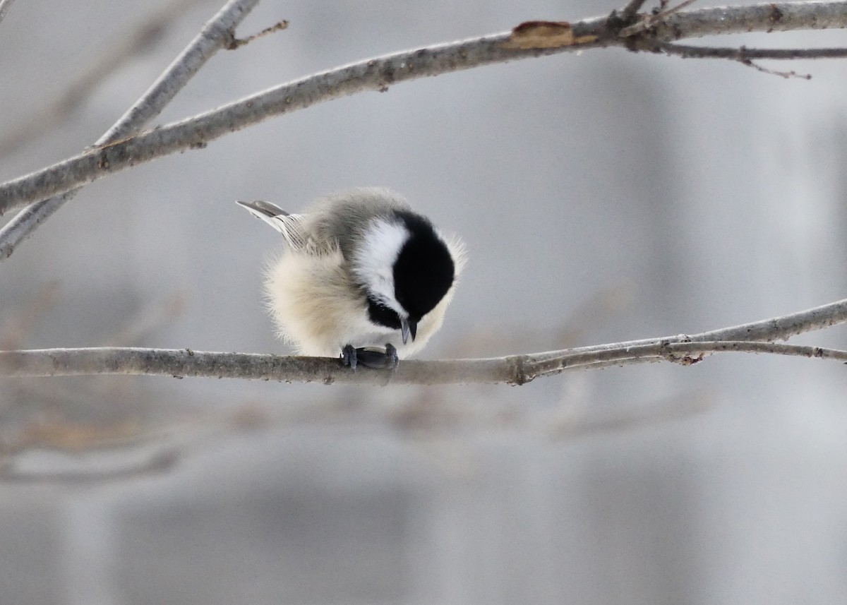 sýkora černohlavá - ML645570108