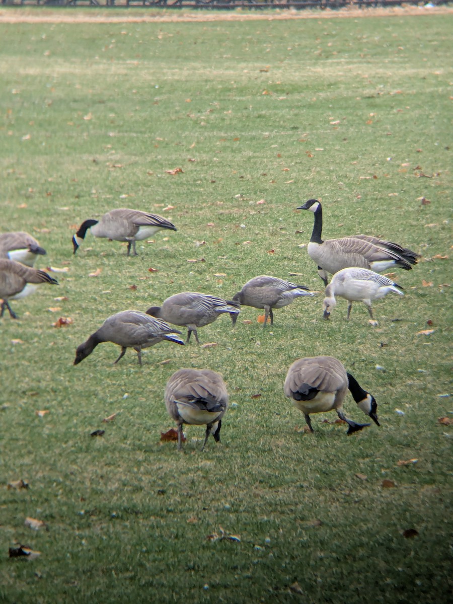 Snow Goose - ML645570109