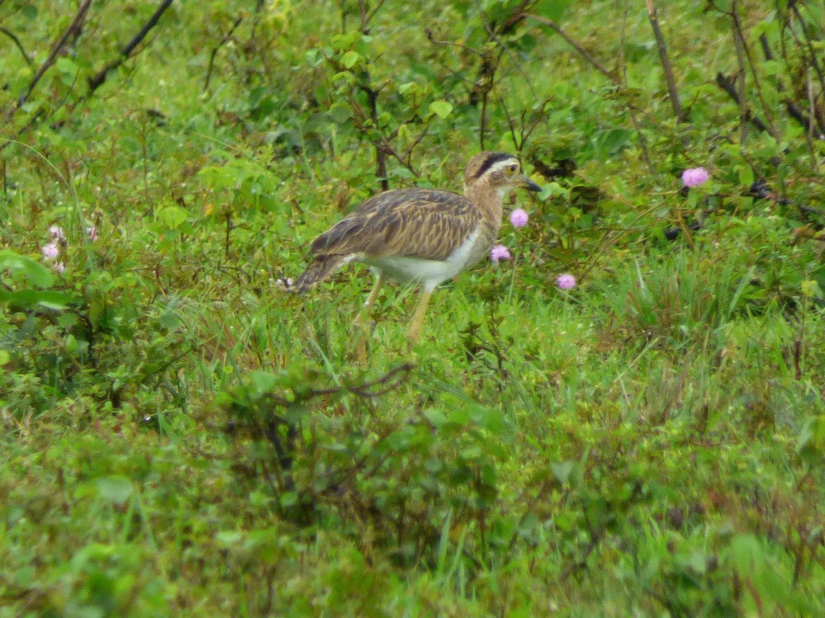 Kaşlı Kocagöz - ML645570110