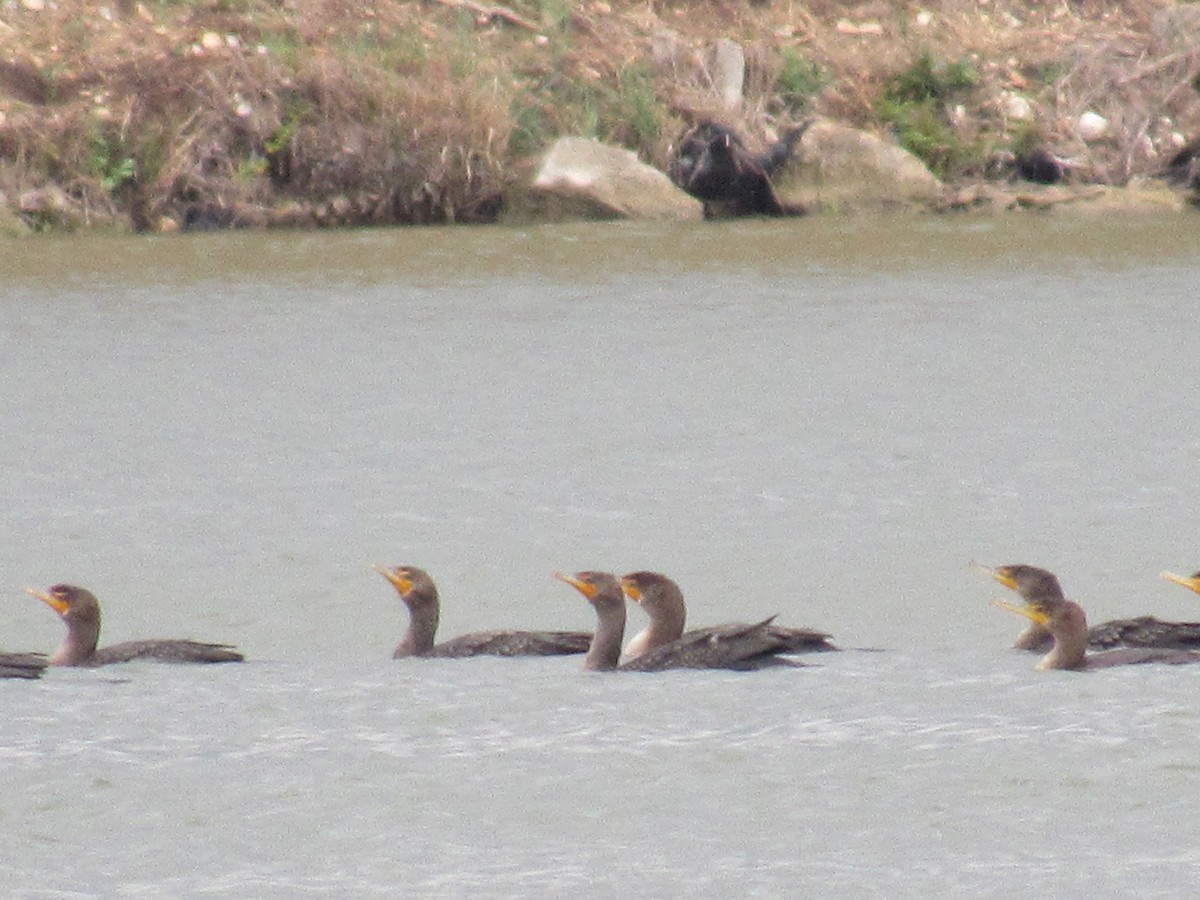 totoppskarv - ML645570111