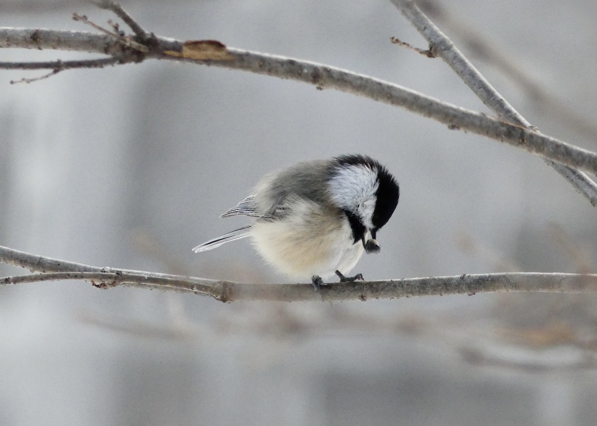 sýkora černohlavá - ML645570113