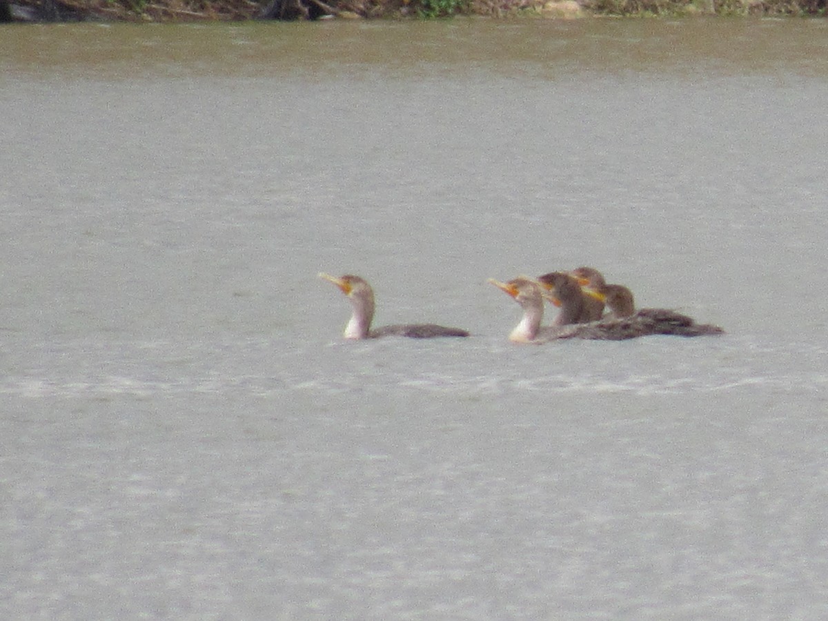 totoppskarv - ML645570118