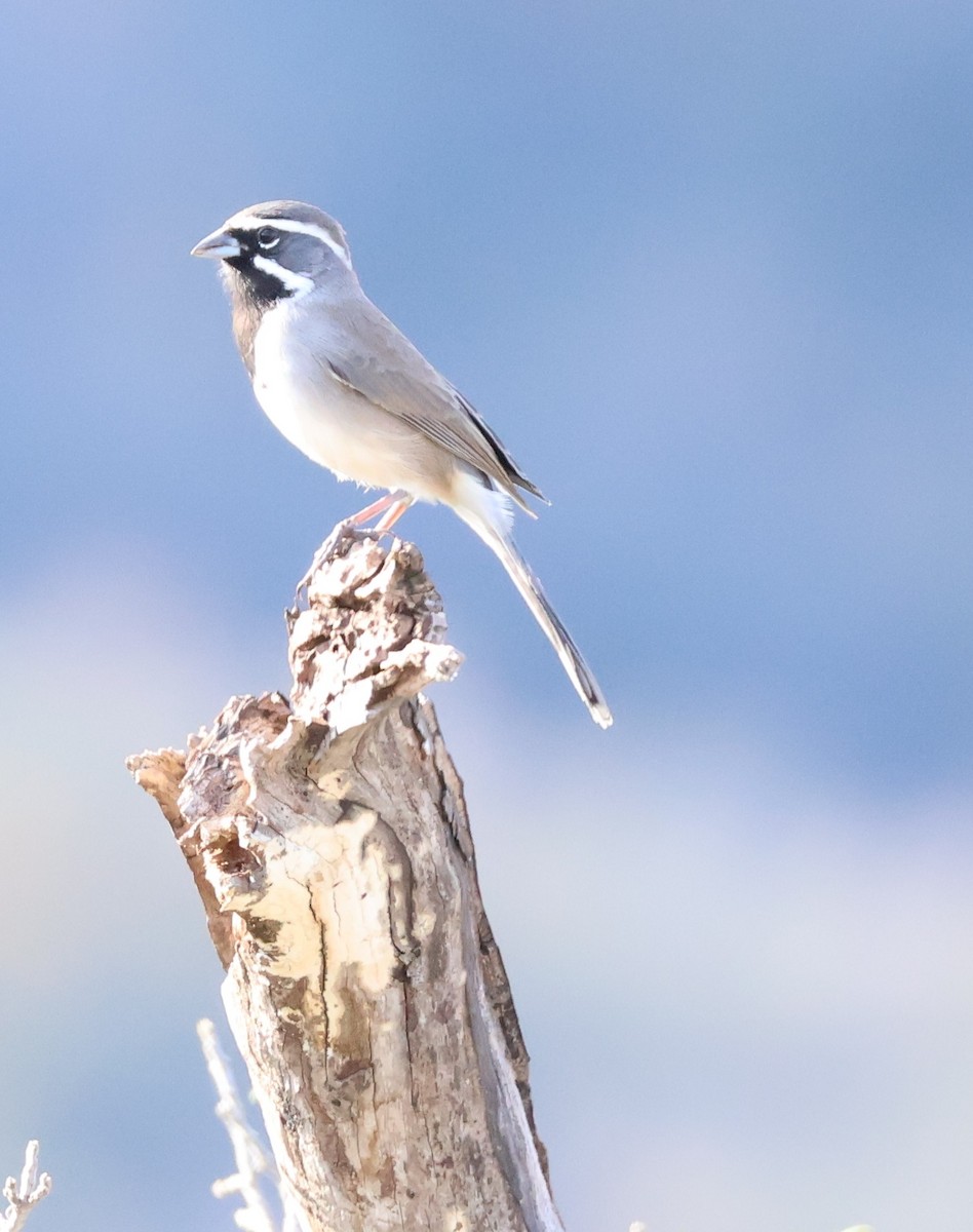 Black-throated Sparrow - ML645570119